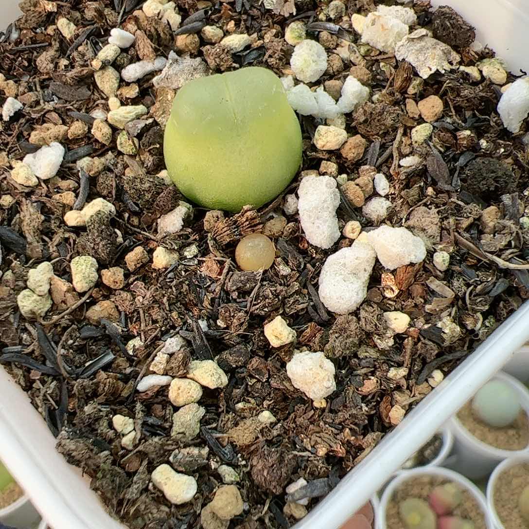 【闪购商品】139 拉登