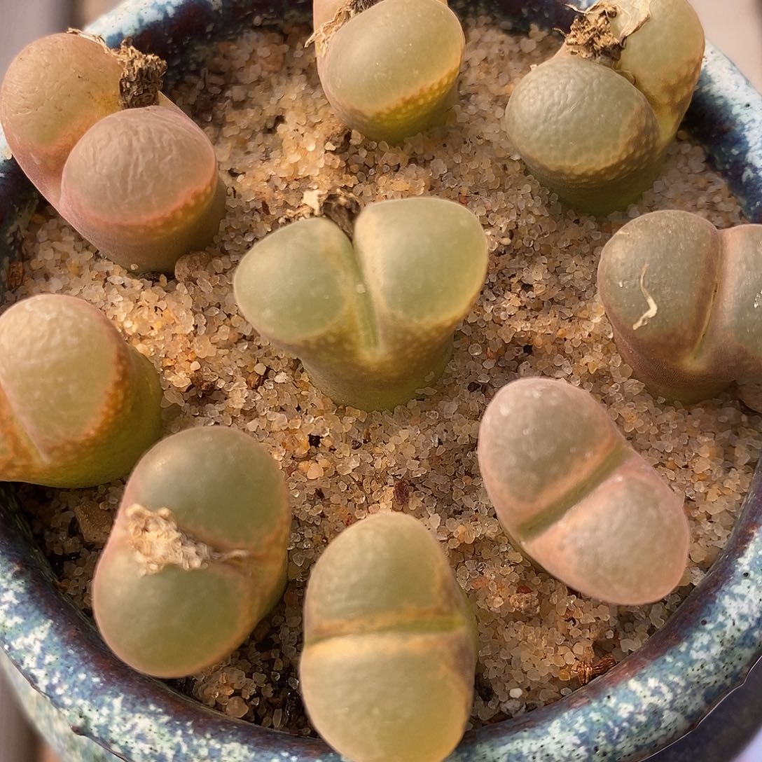 234编号风铃一组。   