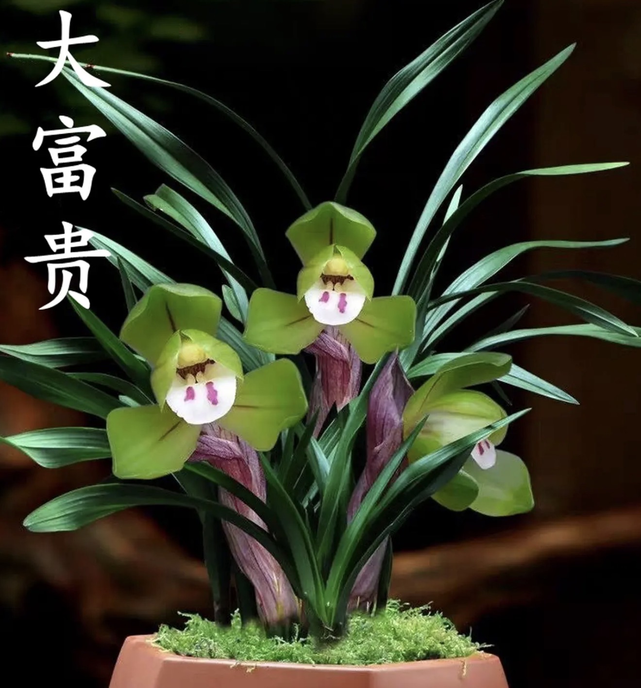 春兰大富贵八大铭品之一荷瓣花代表矮种苗兰花