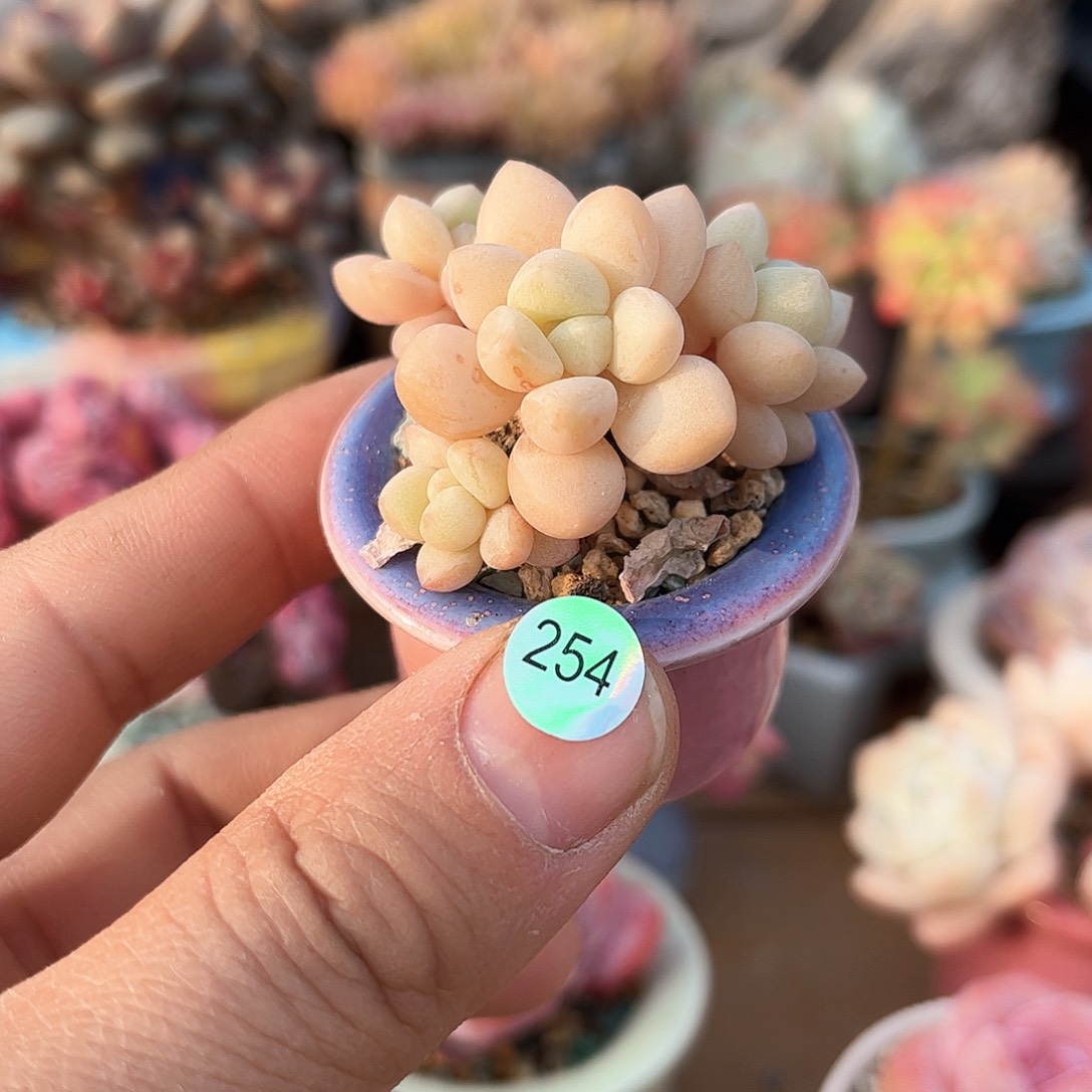 泡泡糖254 含盆含土发货 30包邮偏远除外