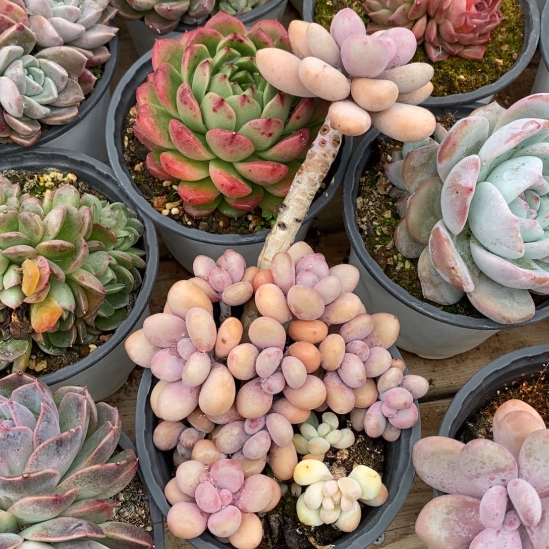 健健康康快快乐乐满38包邮多肉