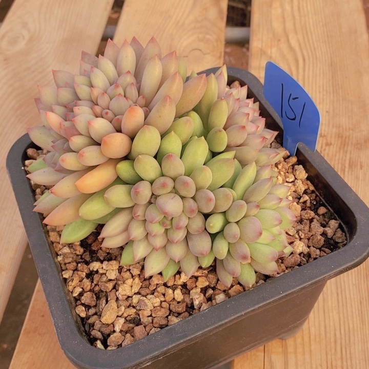 葡***子我要看电影啦嘻嘻