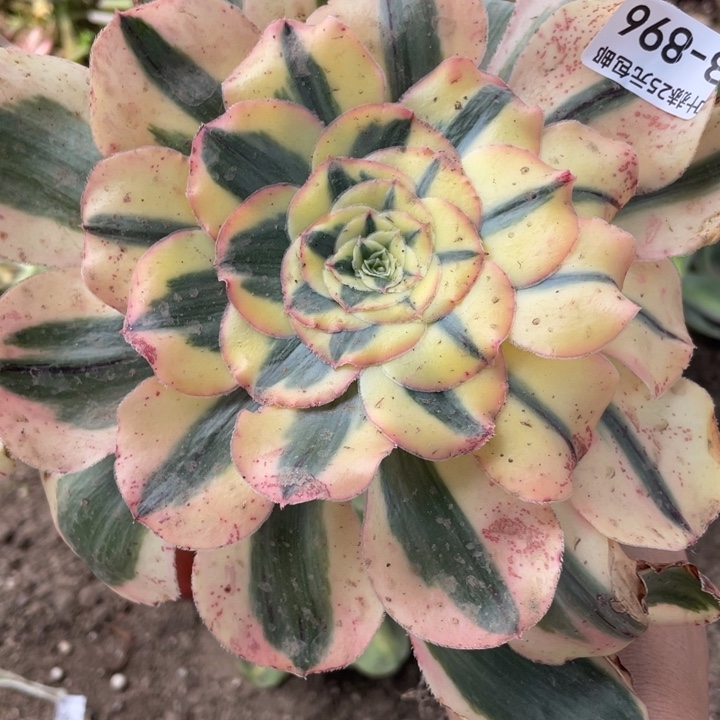 三*石896王妃嫁接多肉12345678