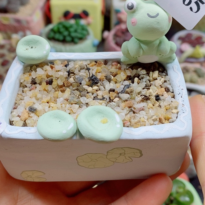 游***鱼生石花花花花花花花花265