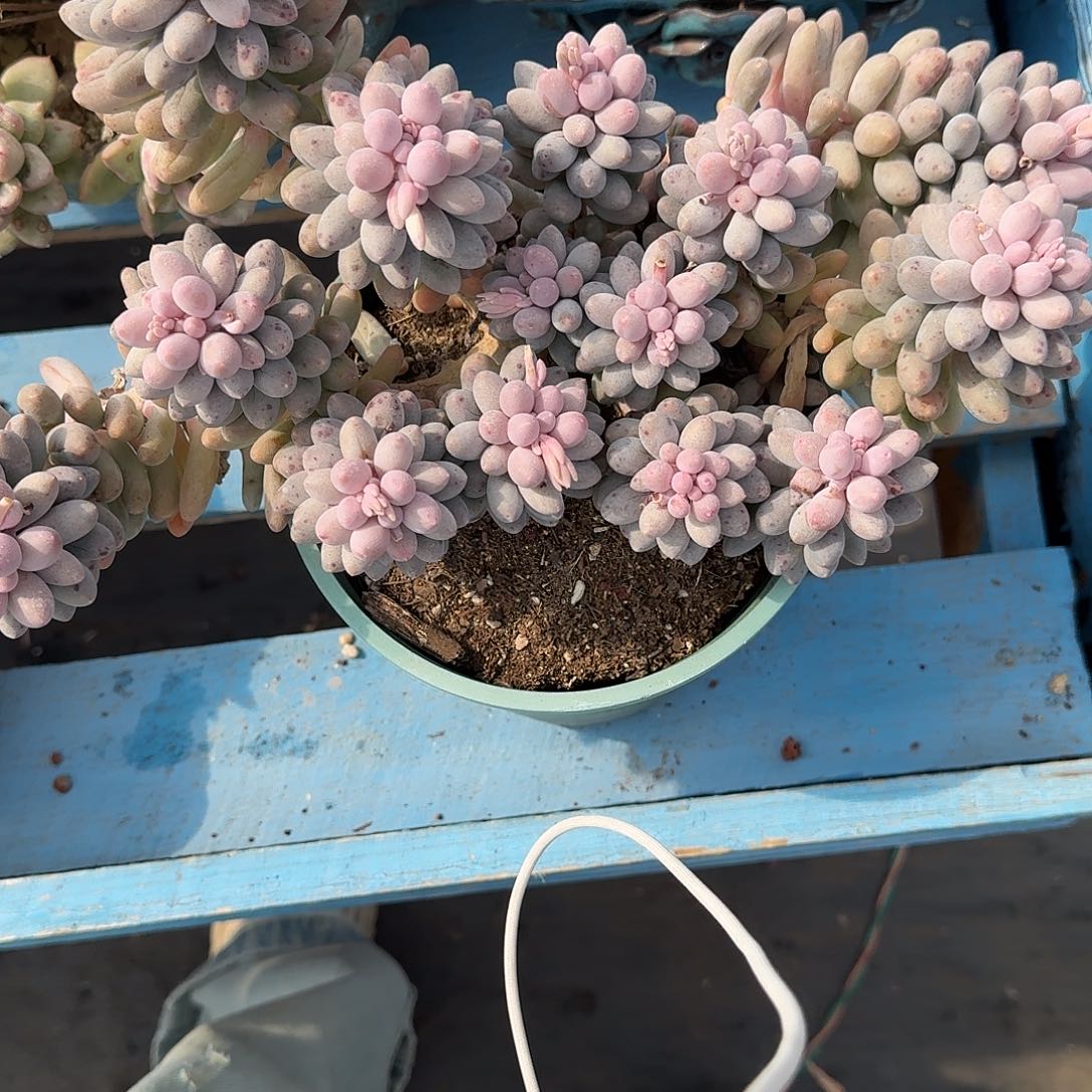 婴儿手指多肉植物。