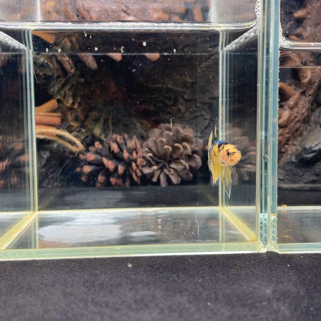 斗鱼十二月十日竞价