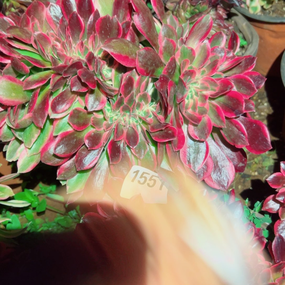 我1555 号多肉法师新年福利女郎