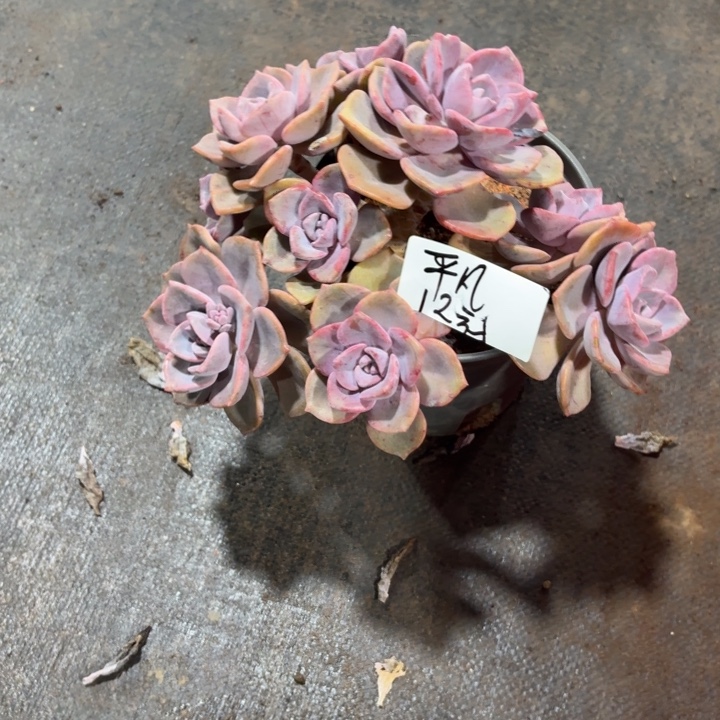 平***人多肉植物一物一拍