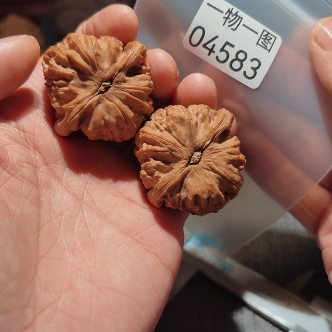 文玩核桃把件白狮子