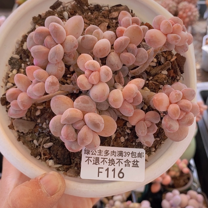 香玉10cm116多肉植物