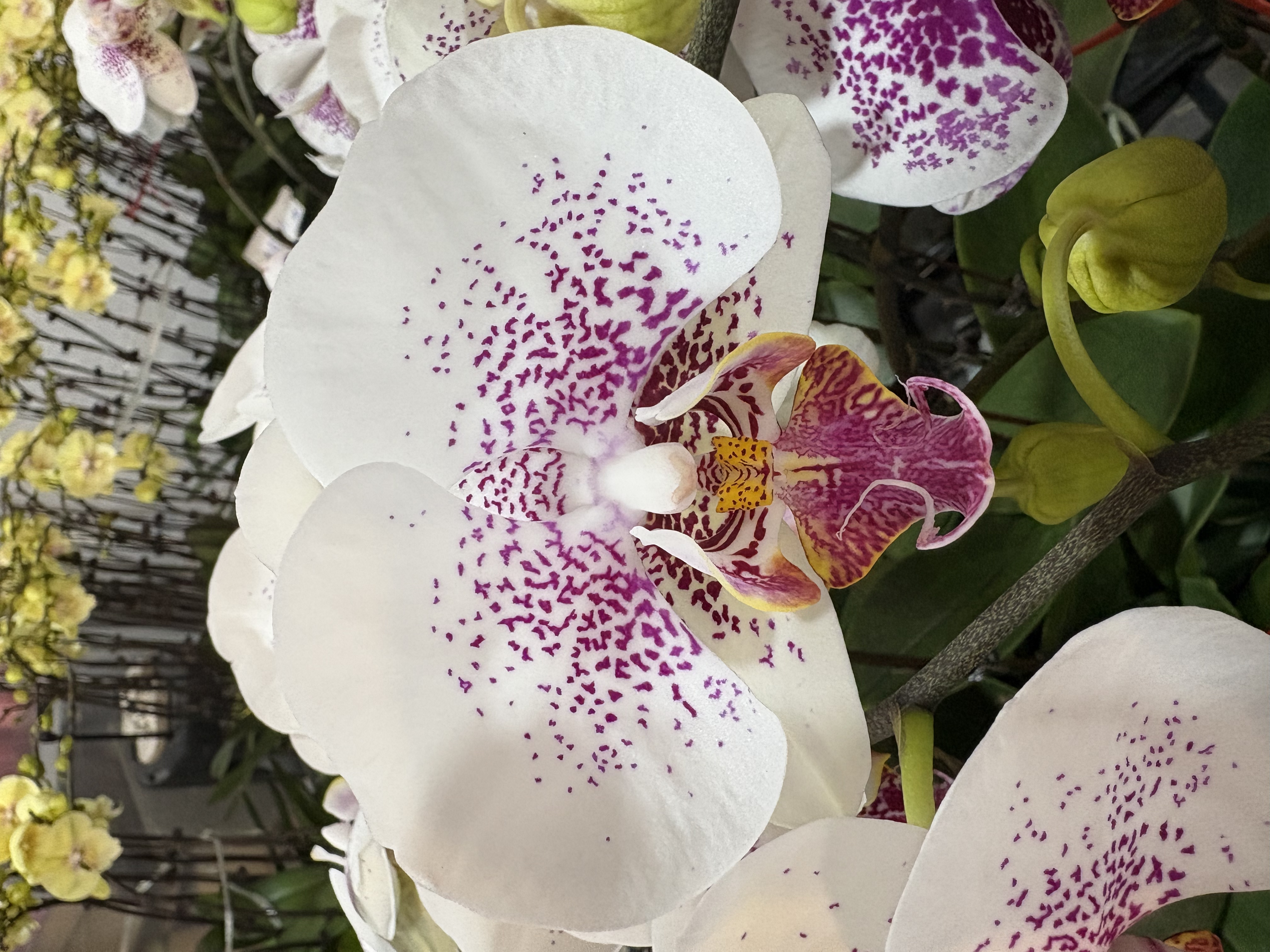 蝴蝶兰【龙树枫叶】中大花型 花色特别带斑点 带花发货 