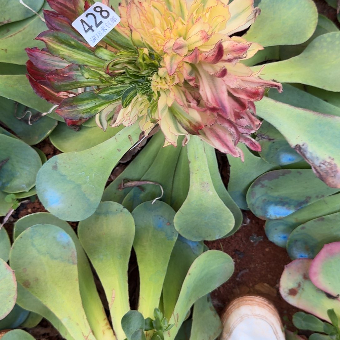 草***丁428魅影七彩缀福利