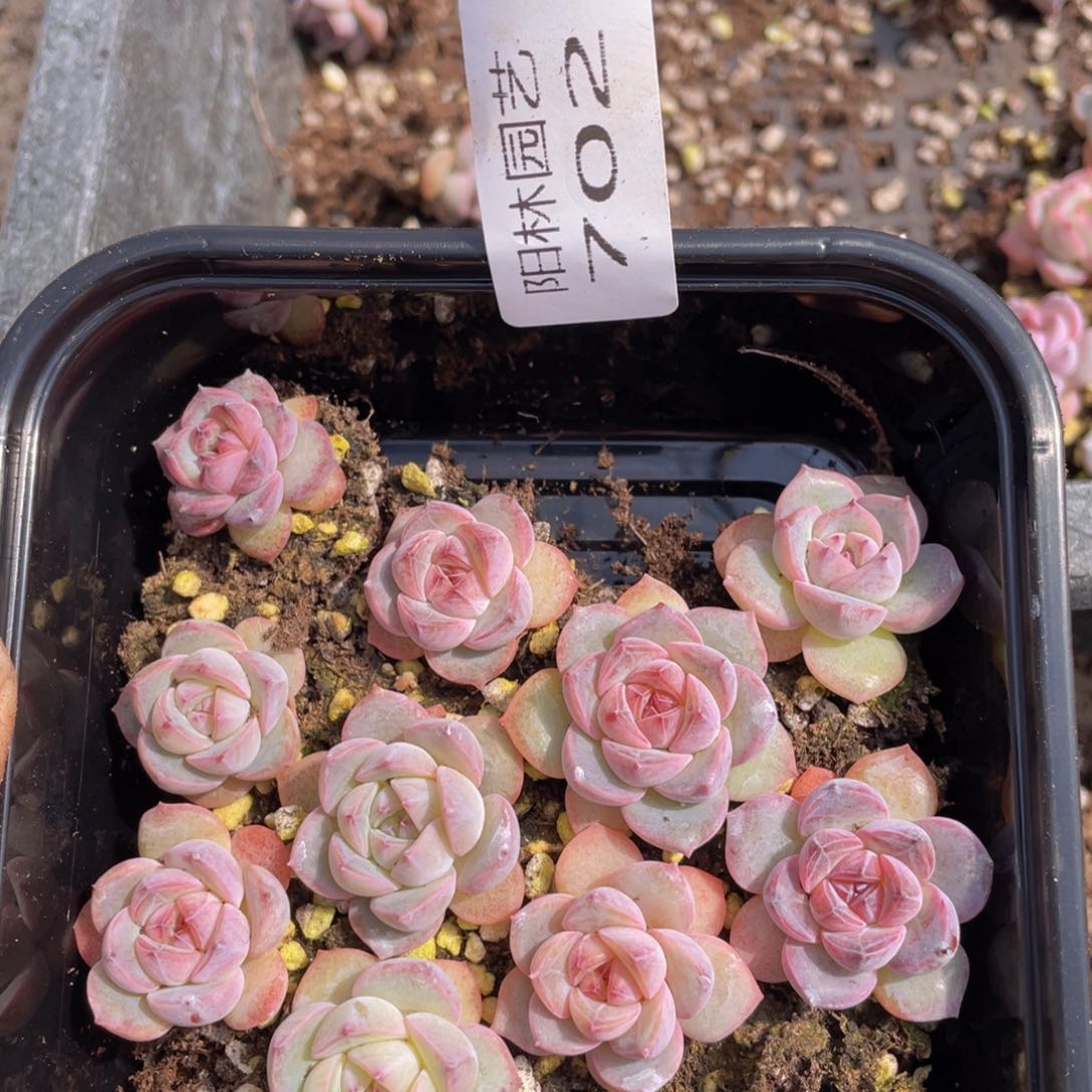 多肉植物多肉植物702