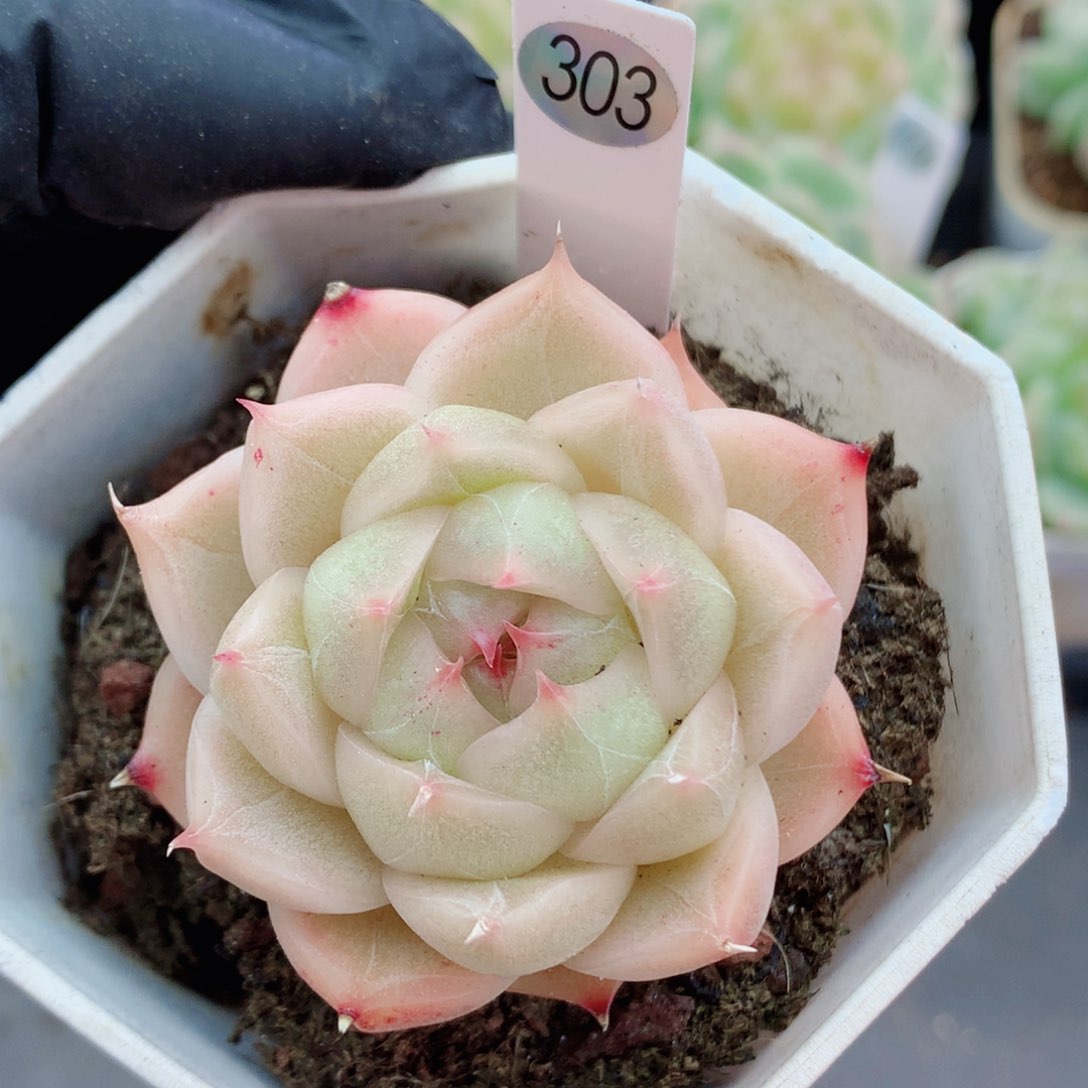 麦秆58包邮  群生不包整303