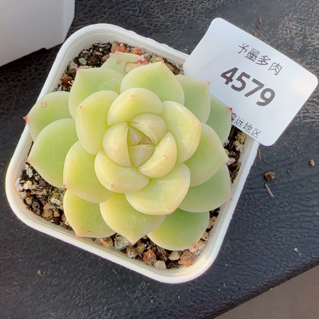 孤品珍妮，4579多肉植物