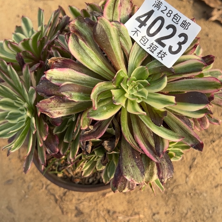 水彩画多肉植物法师4023