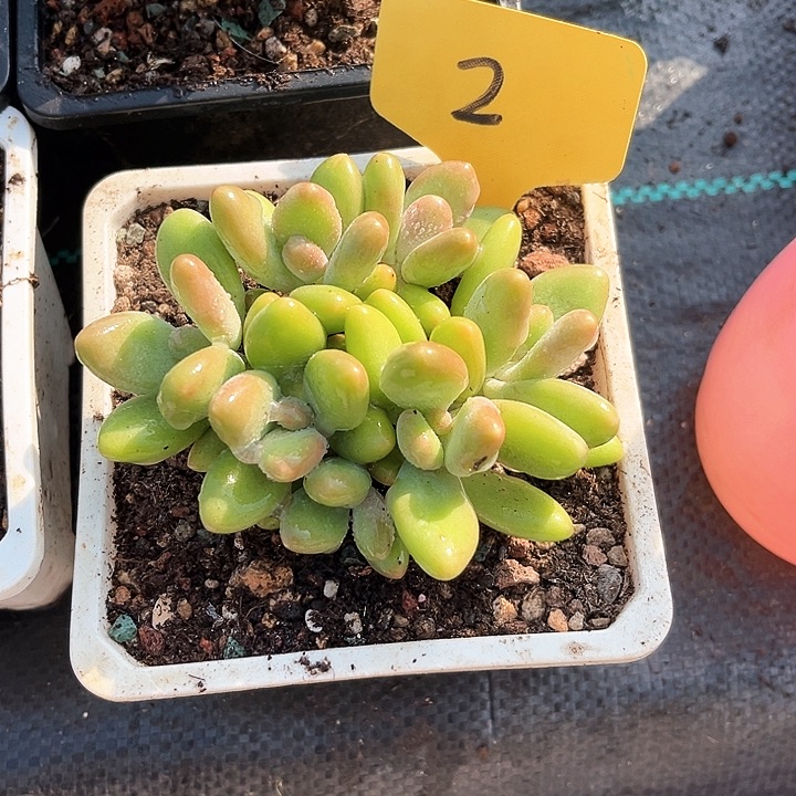 浪***事芒果奶2号码牌子的话题了