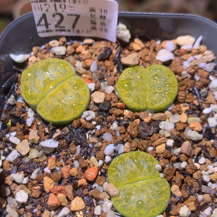 精品生石花219.427