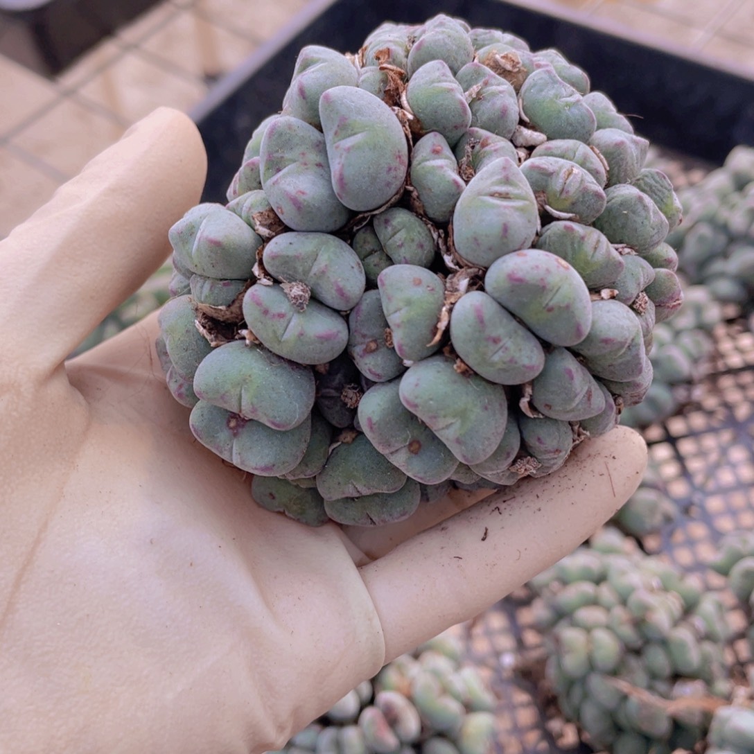 一颗口笛8888888888888