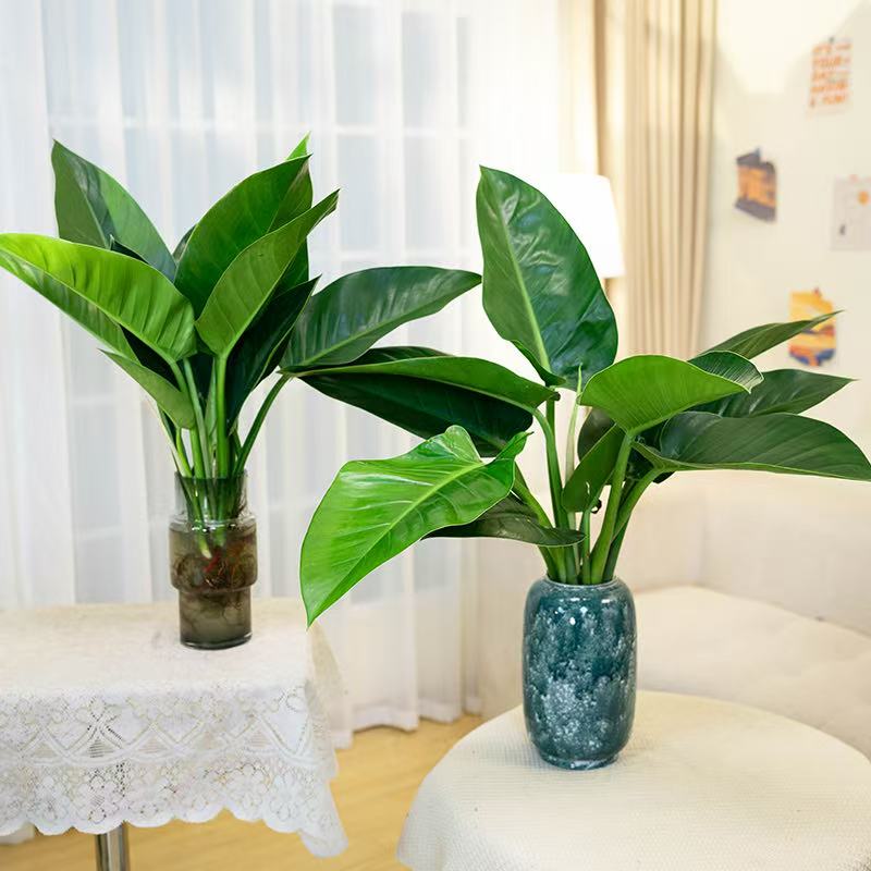 【买一送一】大金钻大叶水培绿植到手2株高50cm-60cm