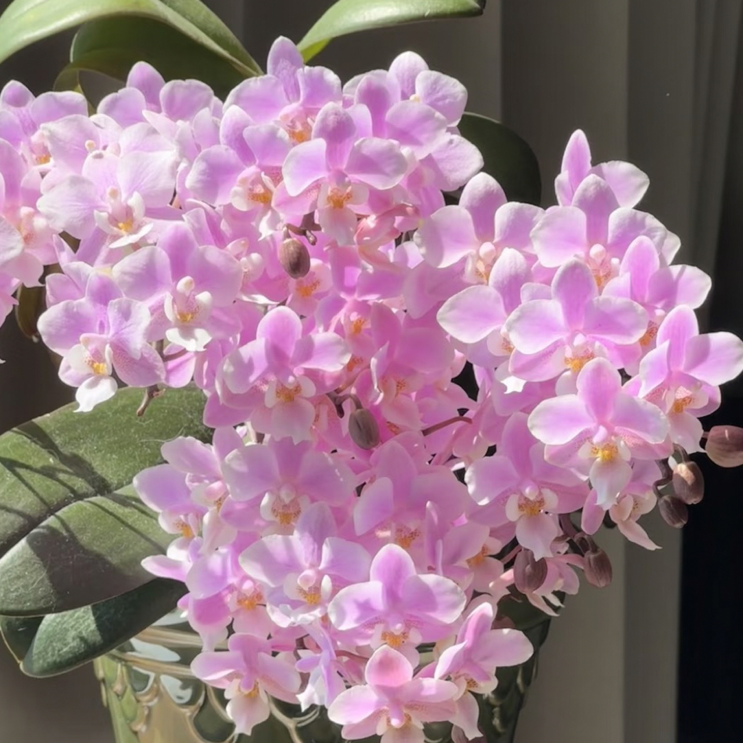 超极爆花浓香2花剑 起 【樱花西施】蝴蝶兰