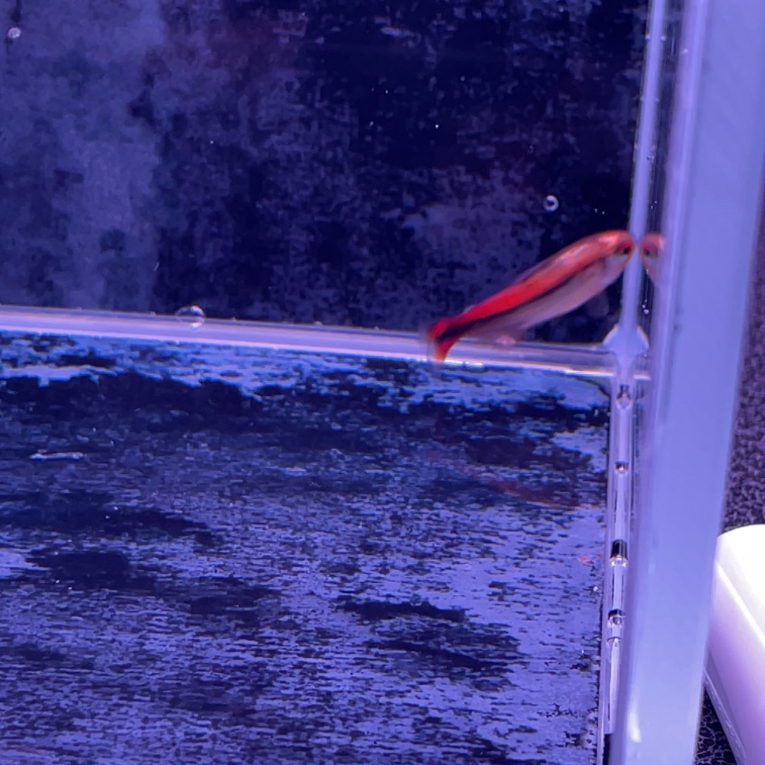 灯科鱼白金红火蚁