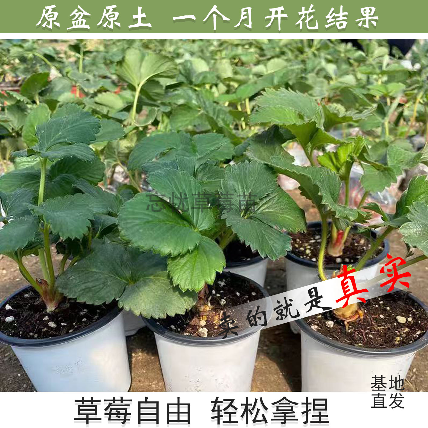新鲜耐寒带原盆原土草莓苗可种于阳台庭院四季结果有机秧苗