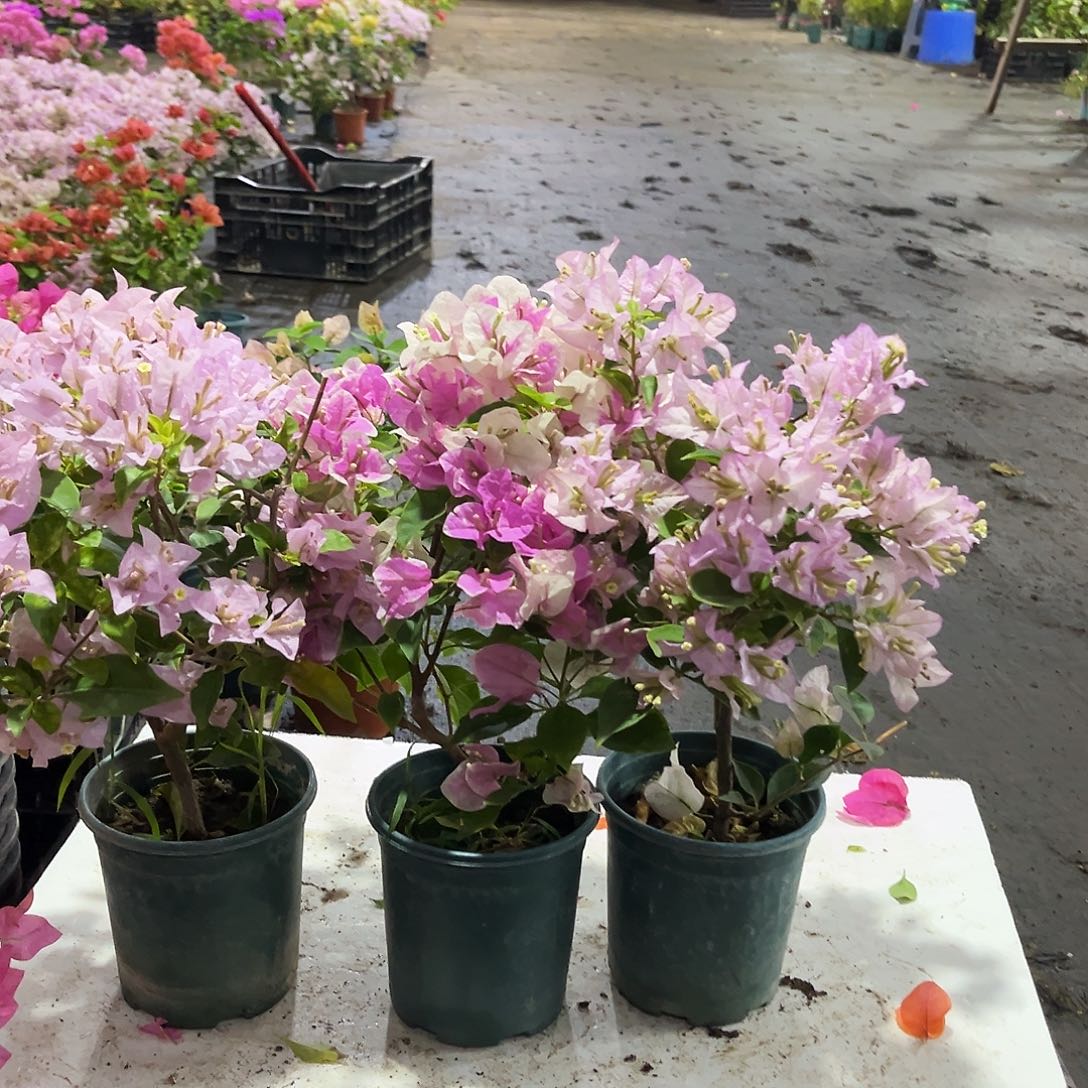 完全开放苹果花，广红樱，丽娜