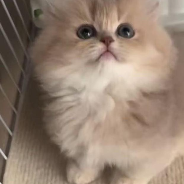 张优秀活体链接渐层系
