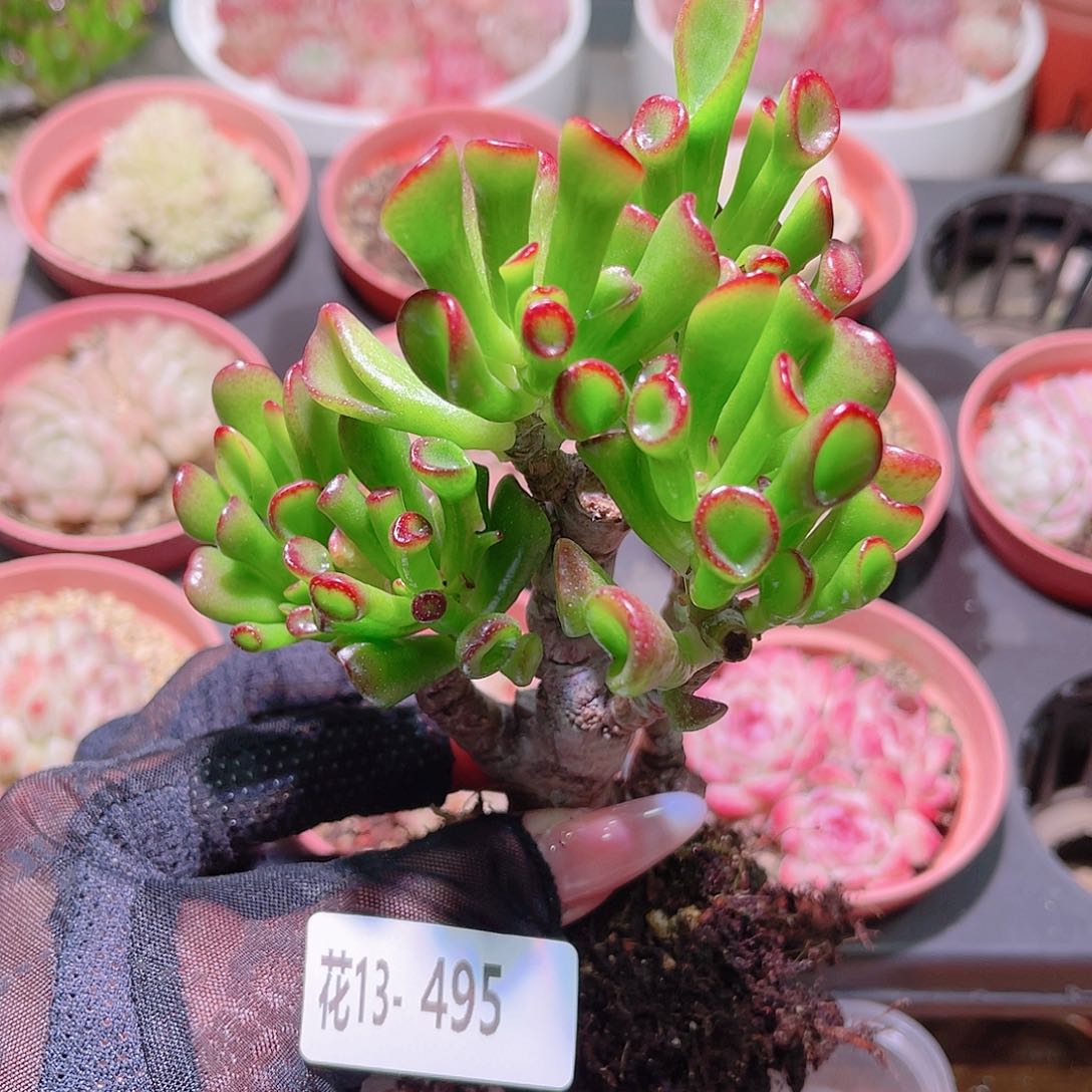 花利美13-495吸财树