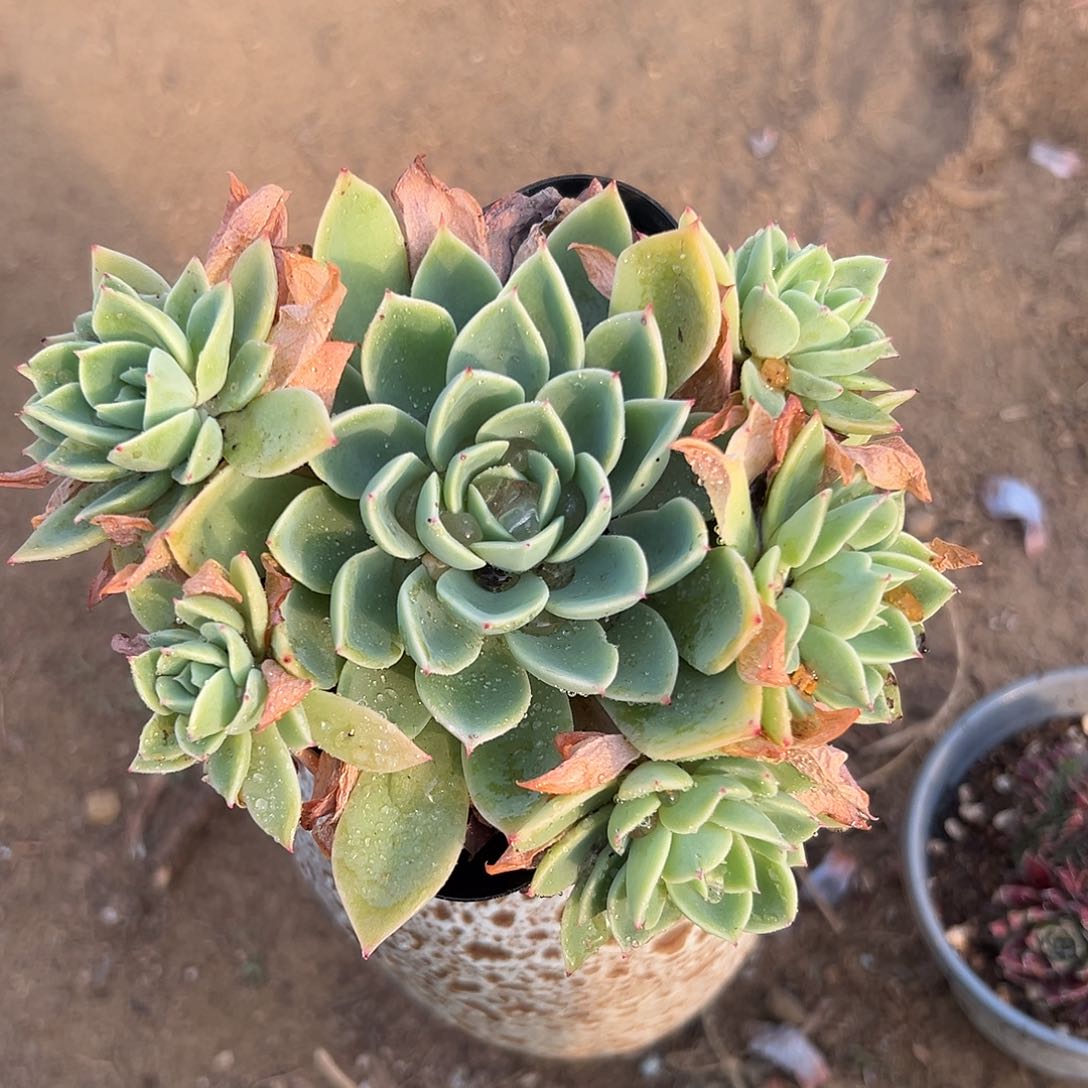 多肉植物三色堇群