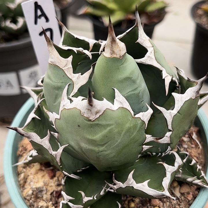 潮流植物A7,控养姬仁，