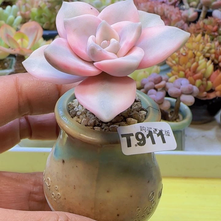 t911 一物一拍带盆发