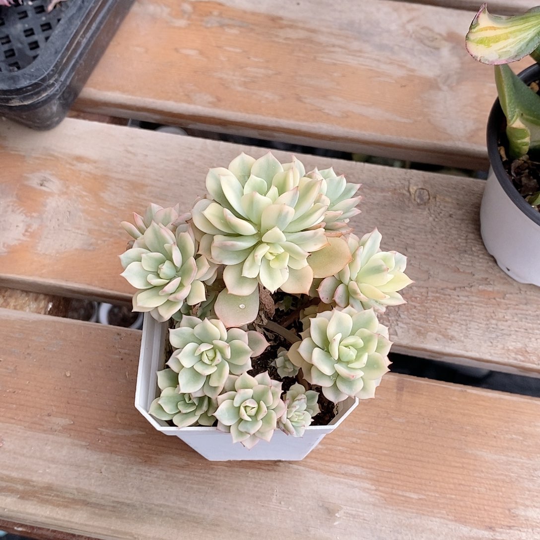 红化妆锦多肉植物