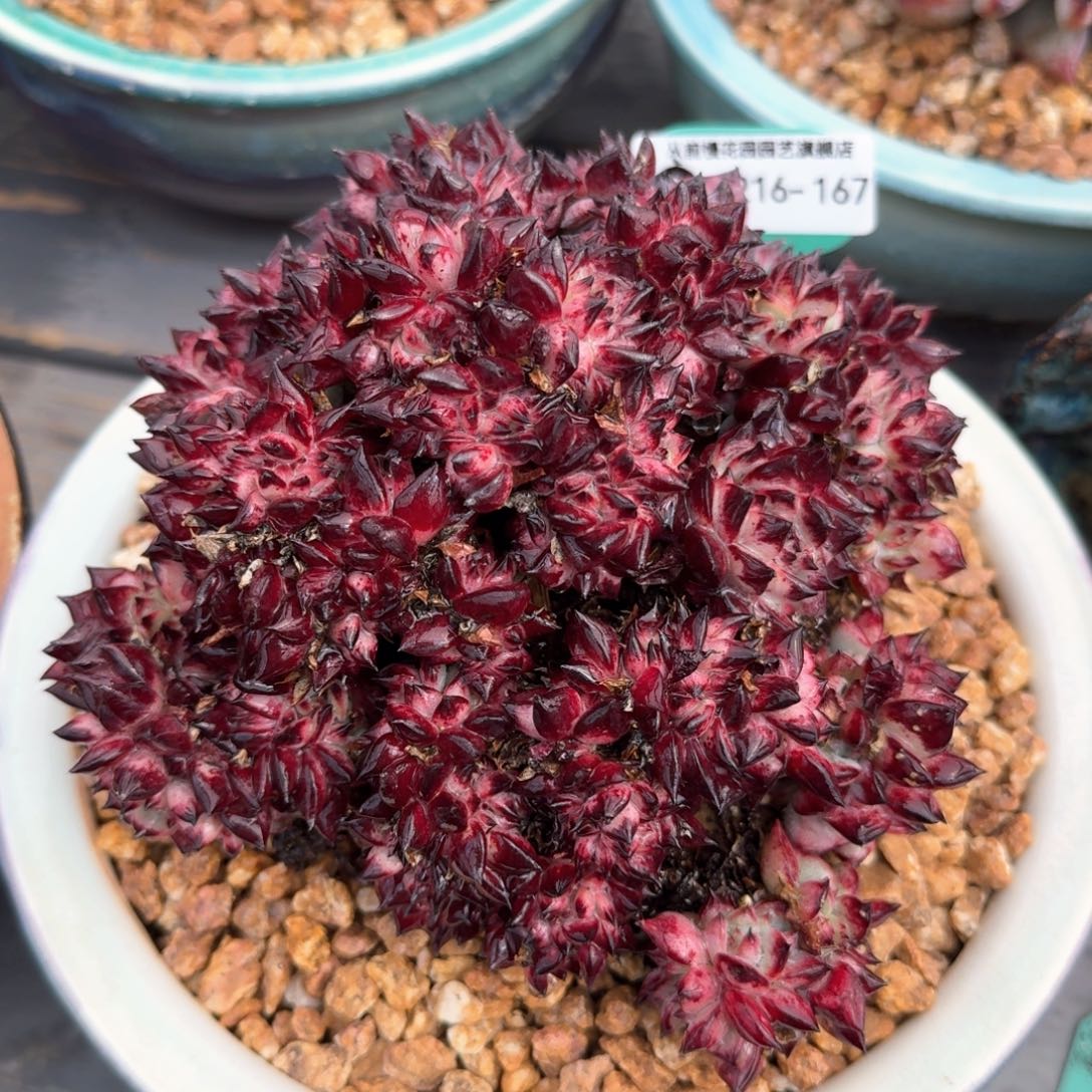 从前慢多肉精选编号0216.167