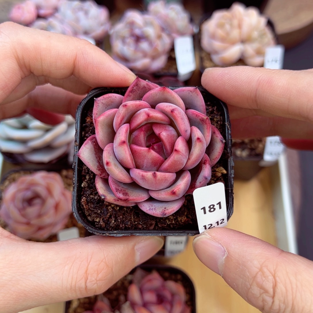 好好看181、哈哈哈哈