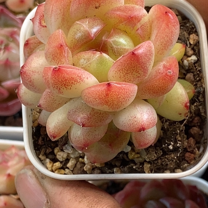 天官赐福百无禁忌