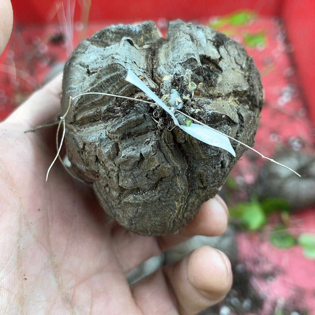 龟甲龙一物一拍1603号