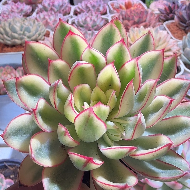 红花女王多肉植物