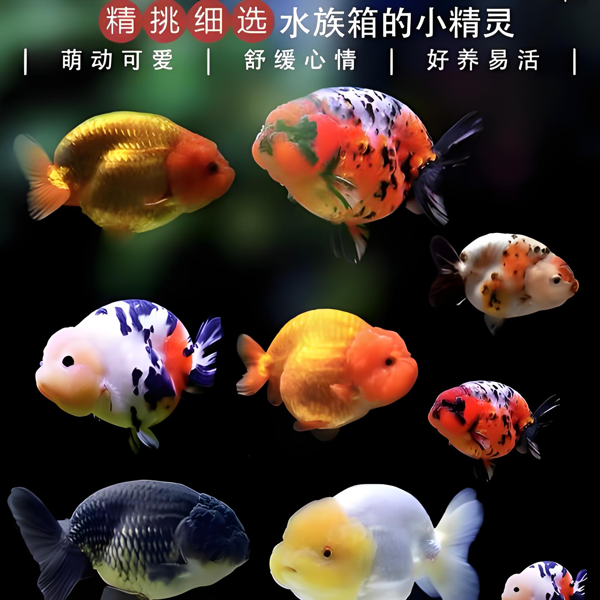 4cm左右兰寿金鱼大体兰寿金鱼观赏鱼冷水鱼（到货拍开箱视频）