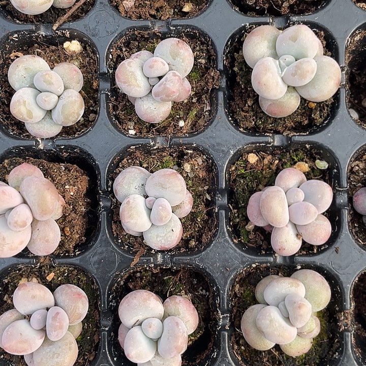 原始奶酪发5颗满18包邮