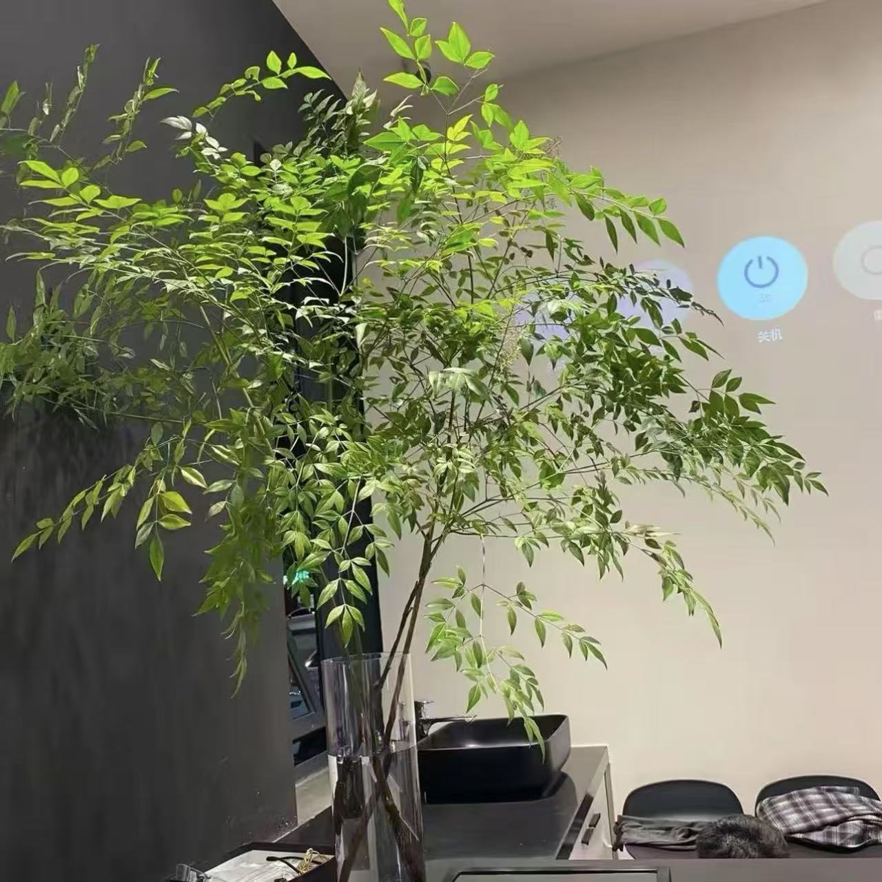 南天竹盆栽客厅办公室室内摆件禅意造型轻奢水培植物【顺丰上门】
