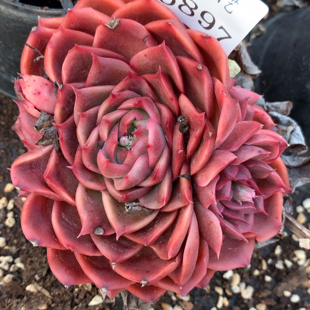 6897杂交精品基地11厘米