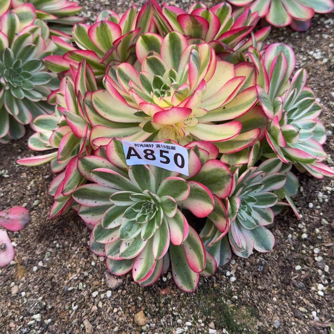 850荔枝。多肉植物