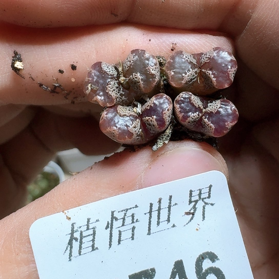 746盒多肉植物哇c vvv b