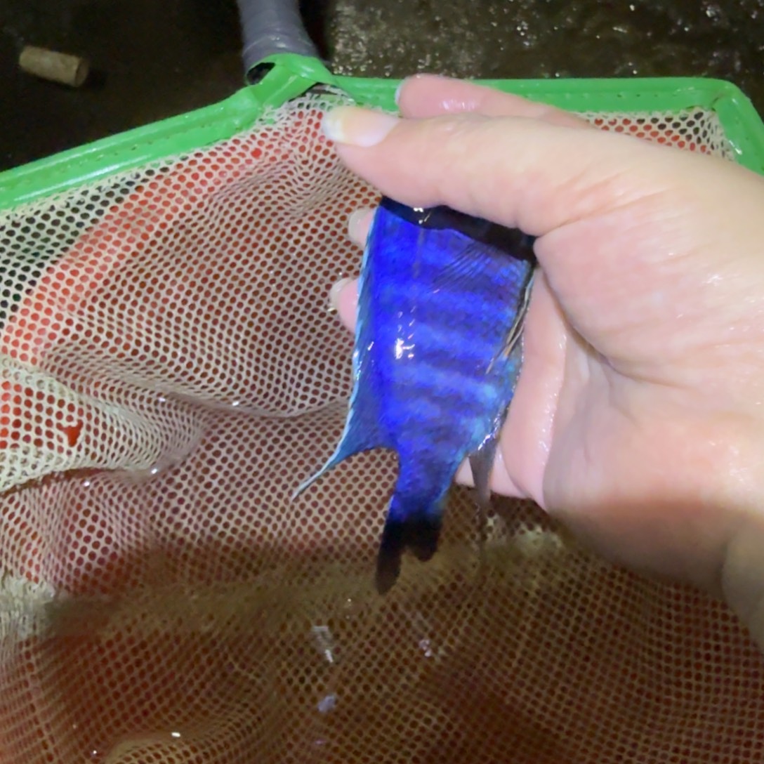 访***客慈鲷鱼17号红脖头