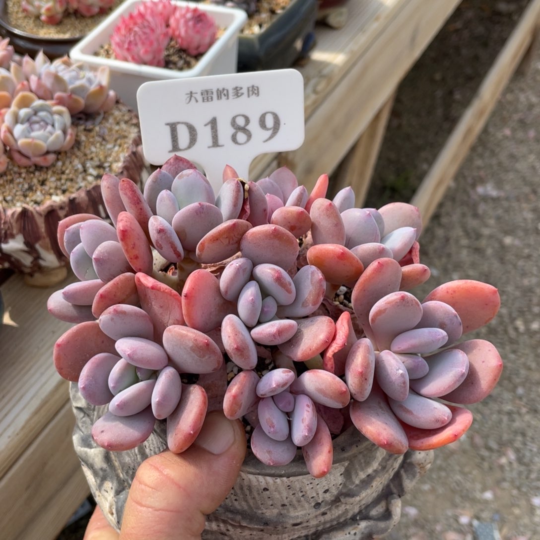 189灰姑娘不带盆15厘米