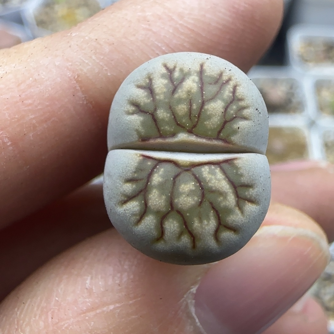 510 清框福利30包邮