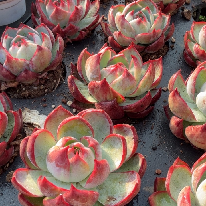 惊鸿福利。原价9.99