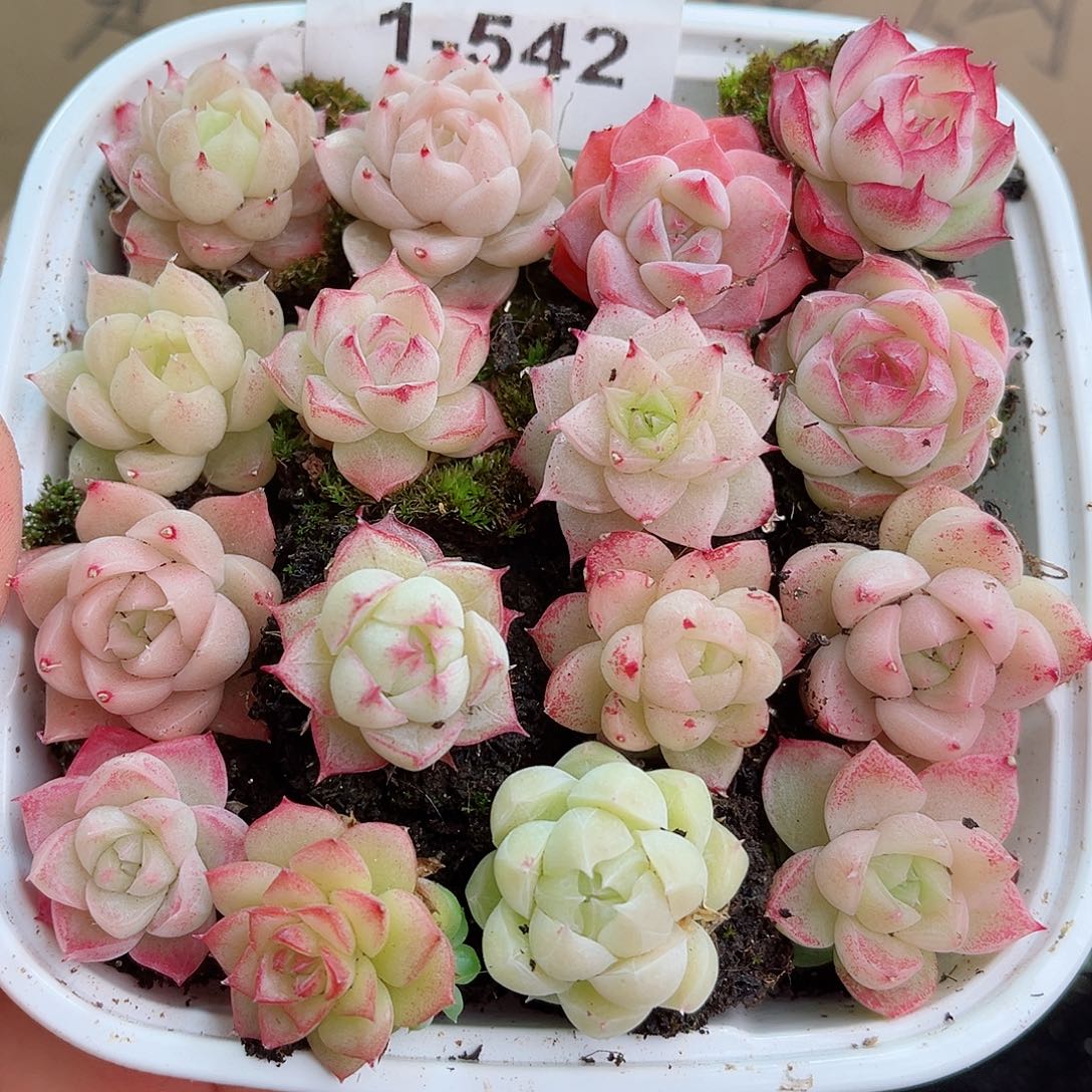 1-542 新疆西藏内蒙不发12.8包邮2-3公分多肉